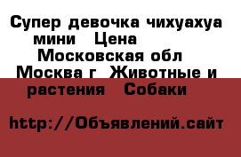 Супер девочка чихуахуа. мини › Цена ­ 15 000 - Московская обл., Москва г. Животные и растения » Собаки   